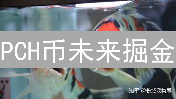 PCH币未来掘金？五大关键指标深度透析【2024趋势】